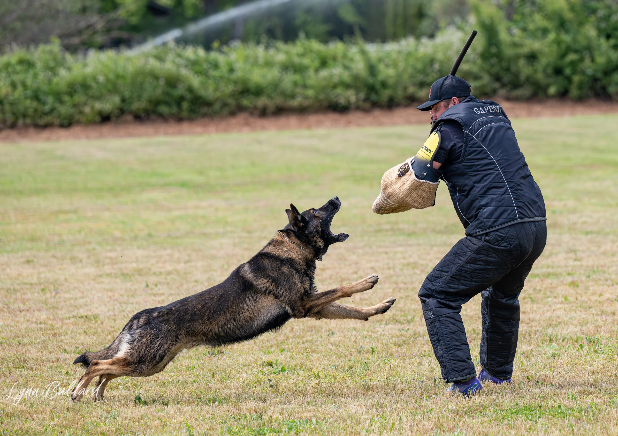 Jason Lake dog lover website photo