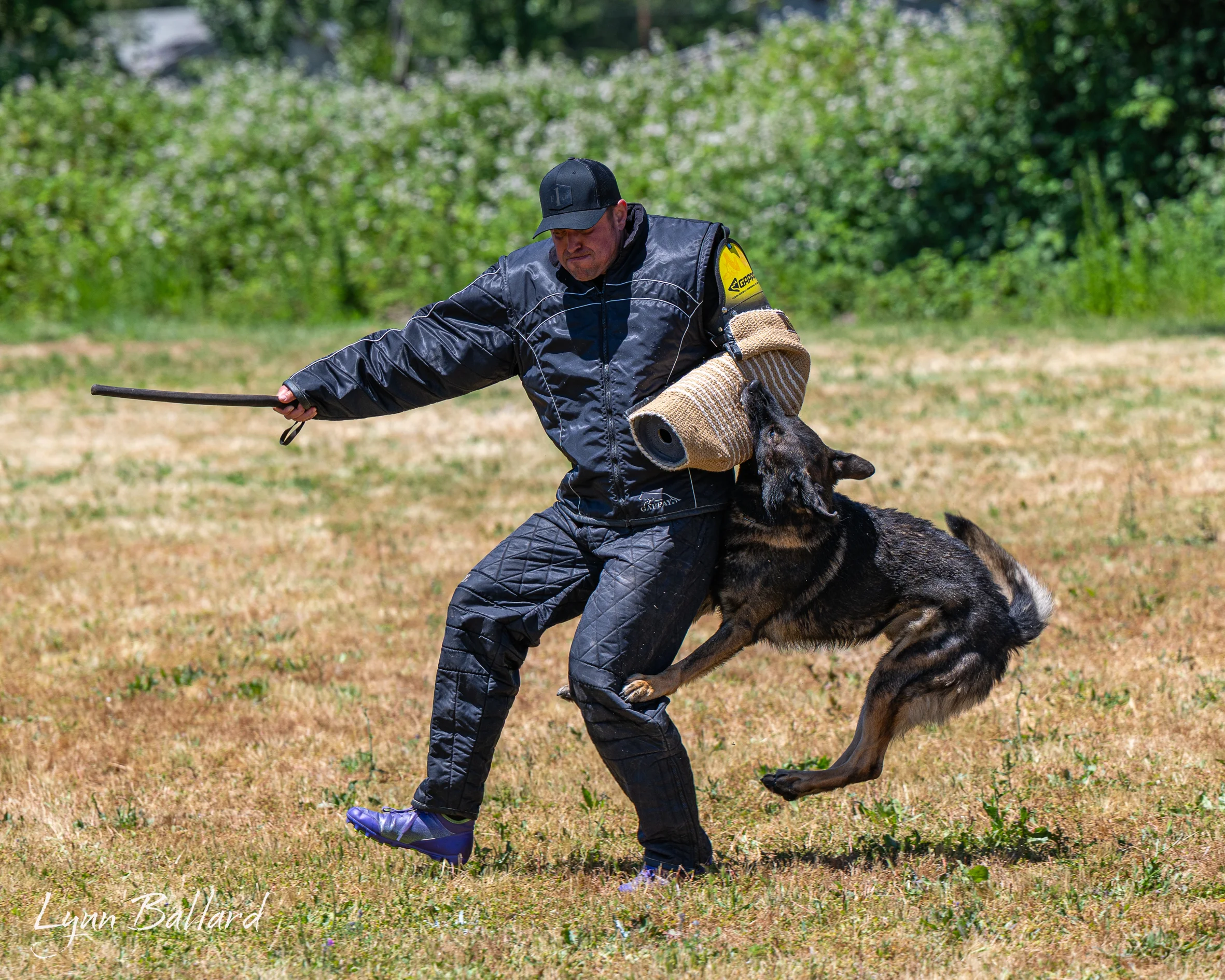 Jason Lake focused dog training photo
