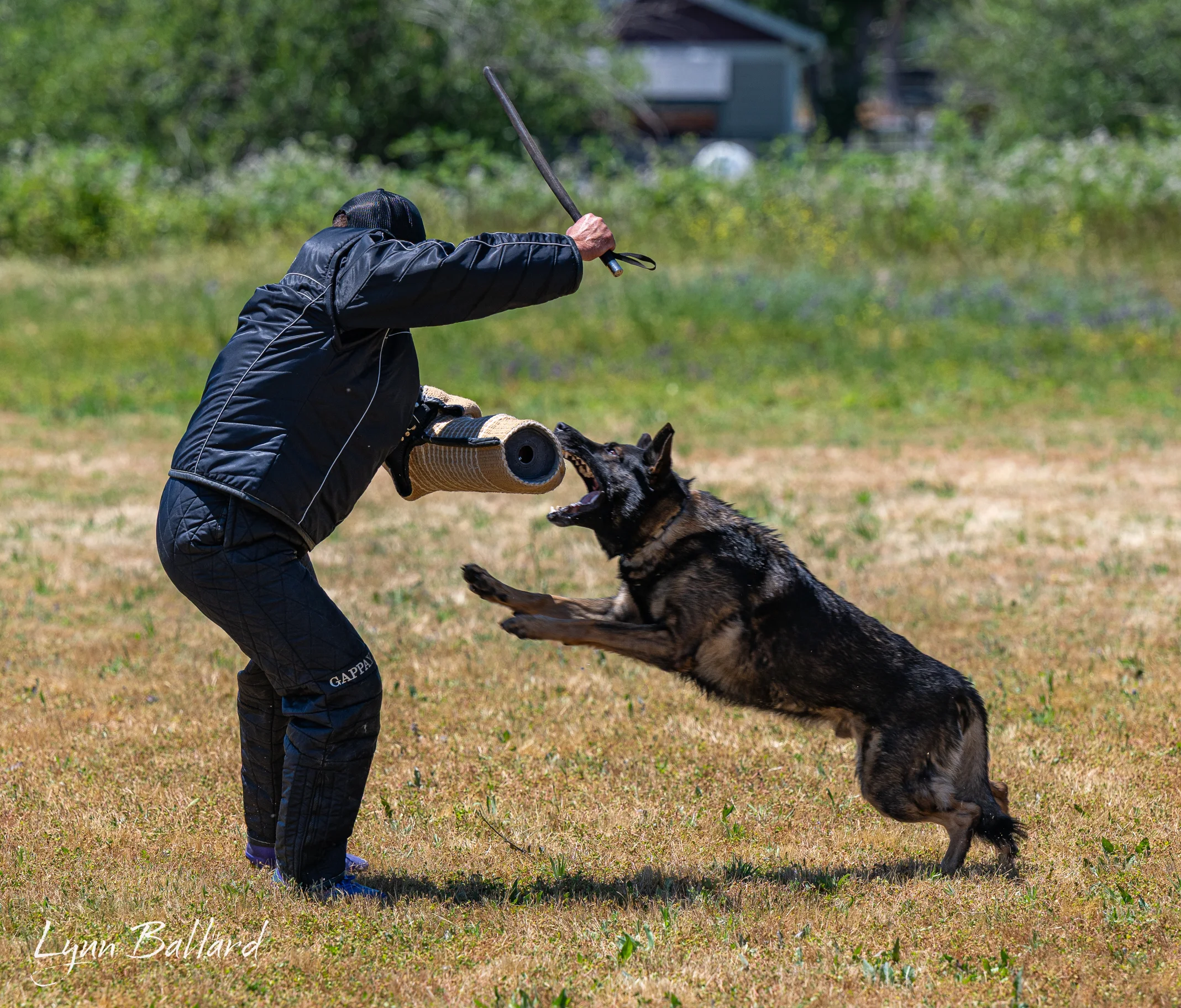 Jason Lake focused dog training photo