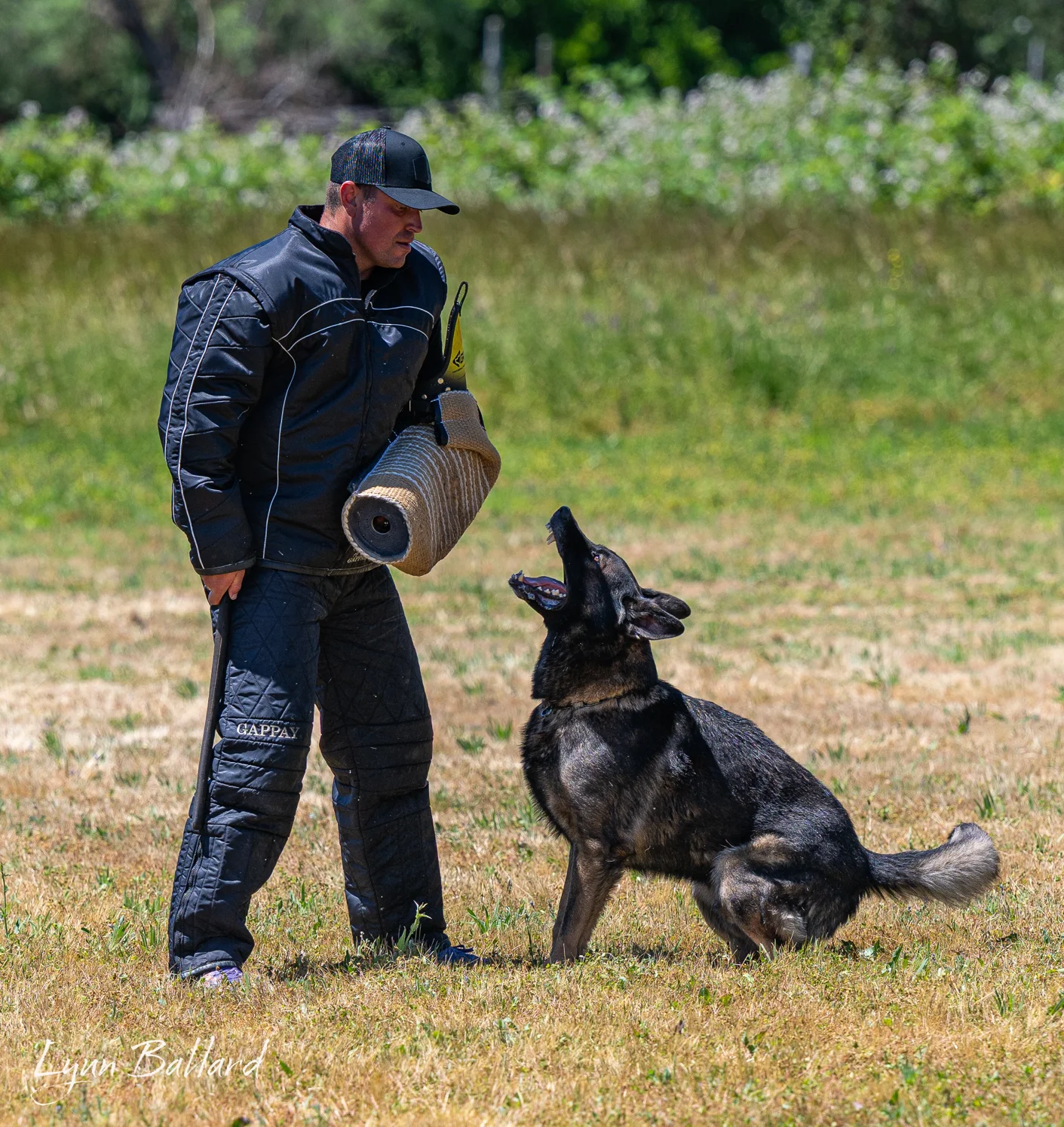 Jason Lake working dog training photo