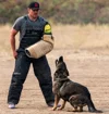 Jason Lake focused dog training photo