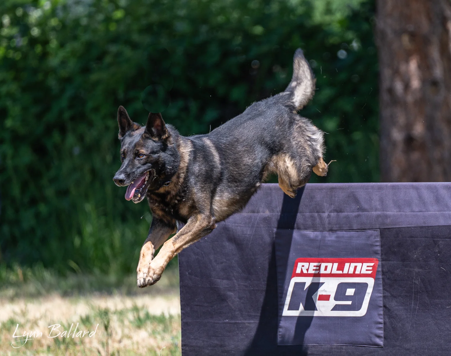Jason Lake focused dog training photo