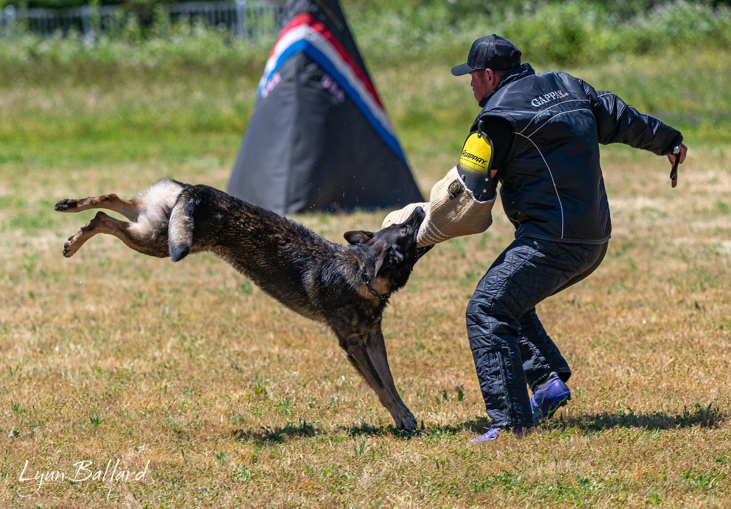 Jason Lake focused dog training photo