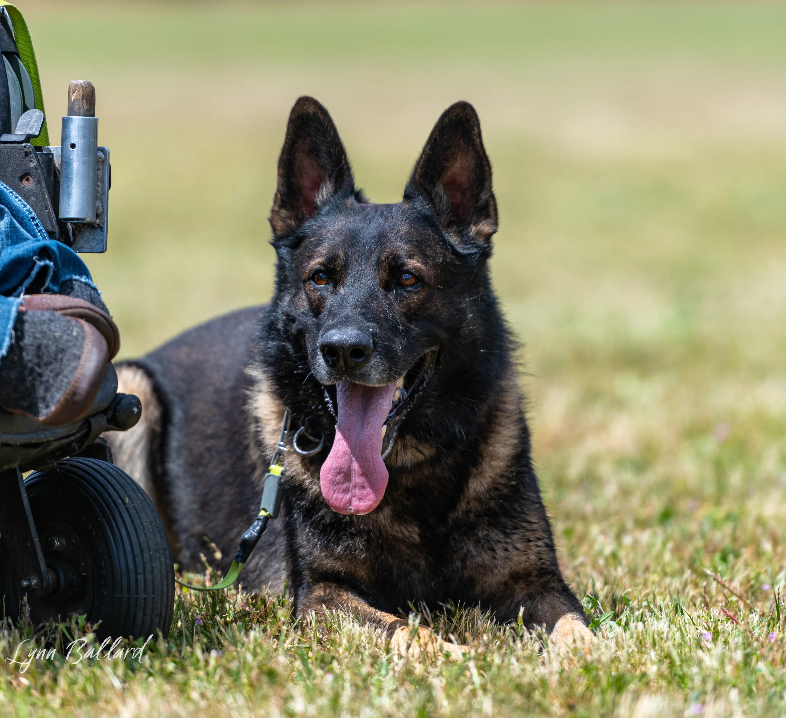 Jason Lake working dog training photo