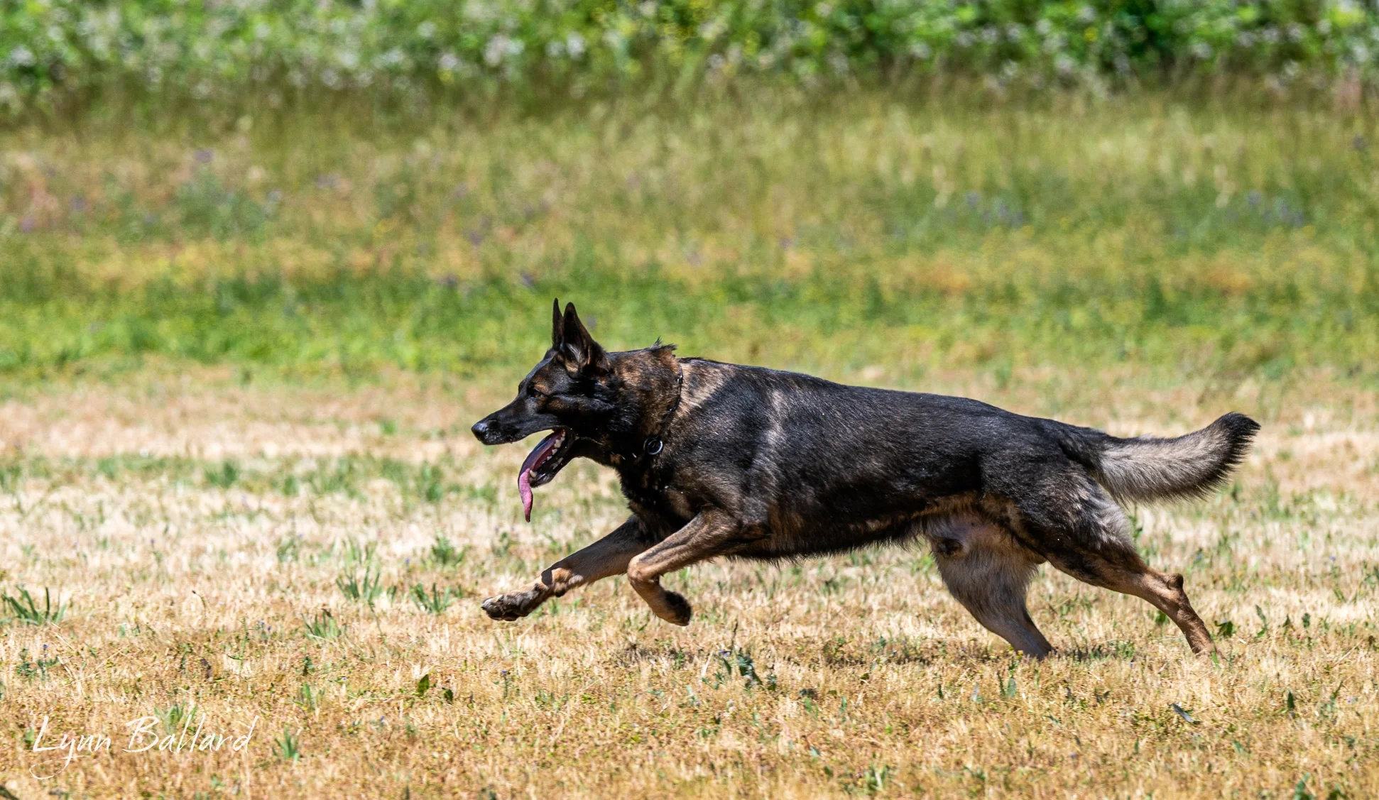 Meet Jason Lake dog lover and trainer