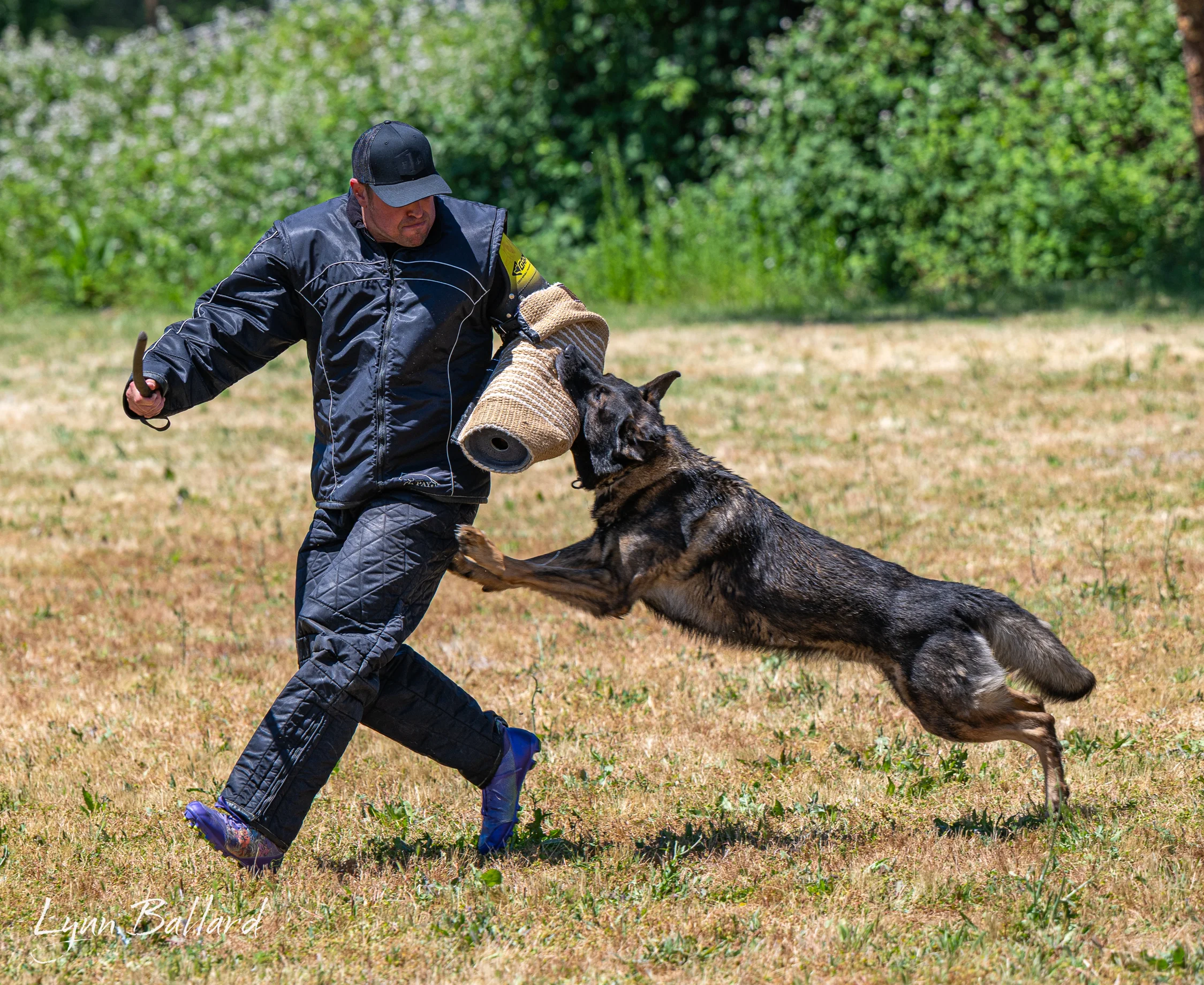 Jason Lake working dog training photo