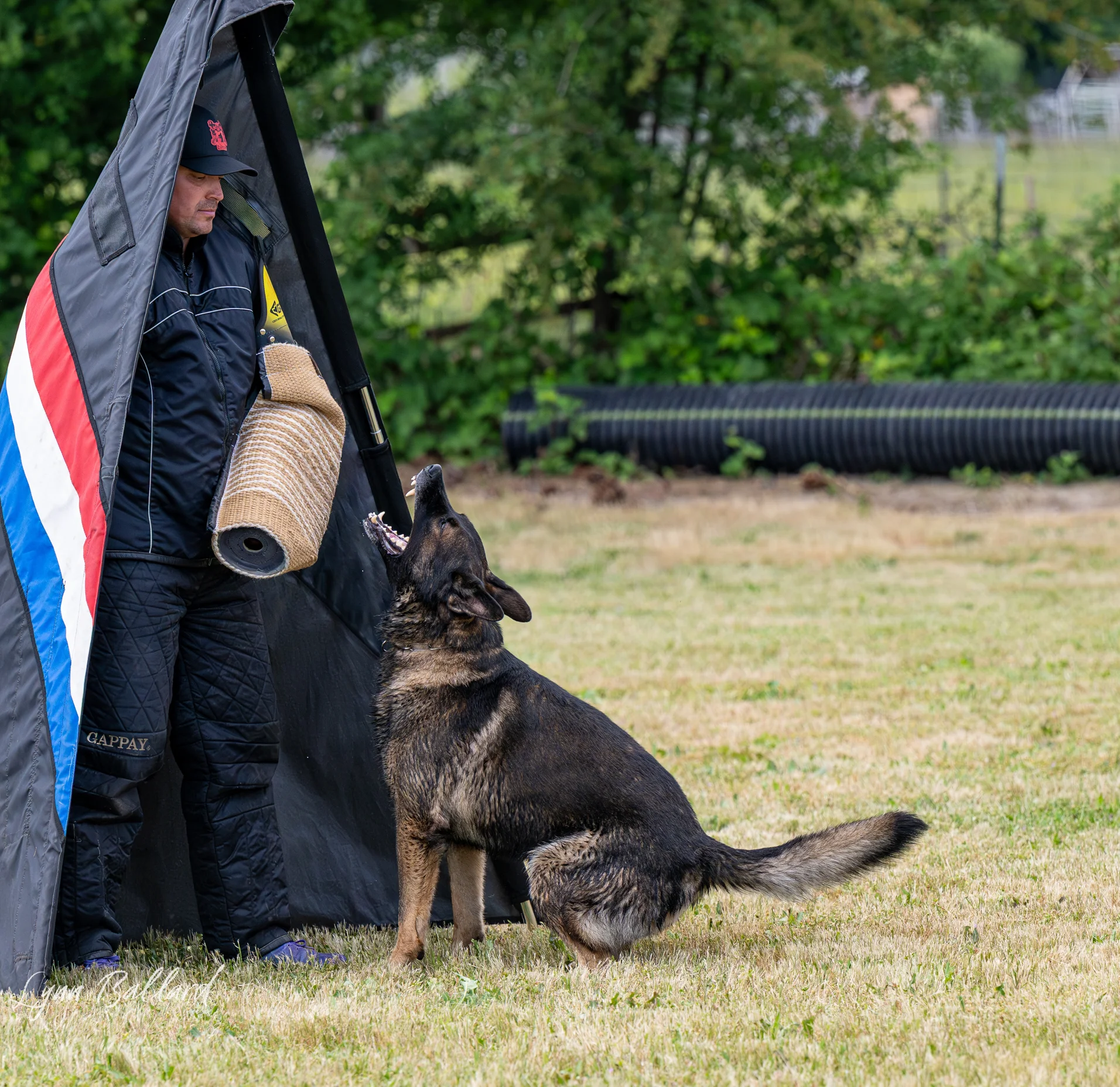 Jason Lake working dog training photo