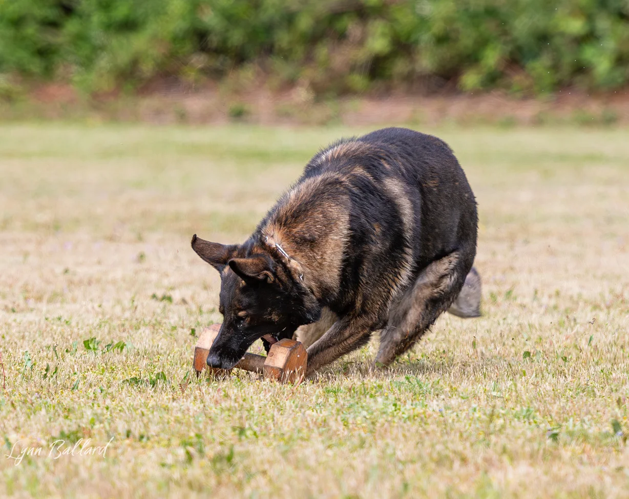 Jason Lake dog lover website photo