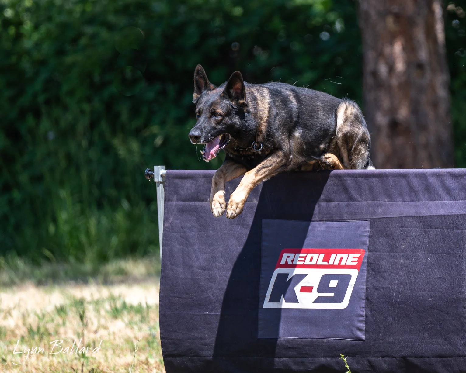 Jason Lake dog training lifestyle photo