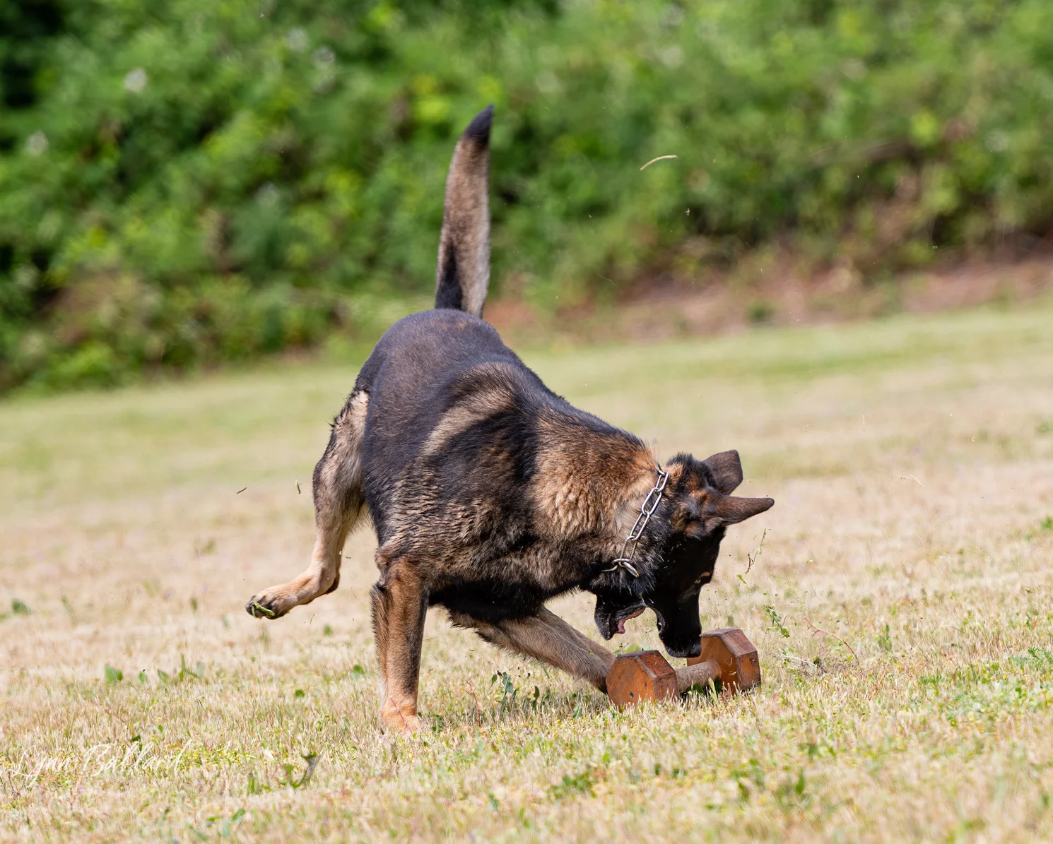 Meet Jason Lake dog lover and trainer